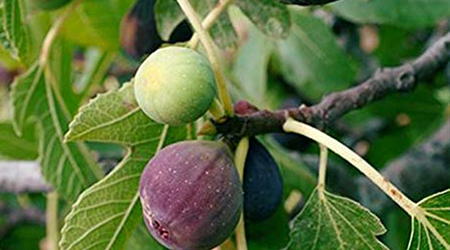 Cultivo de Higo; plagas.