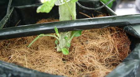 Equipo de riego automatizado para cultivo de hortalizas