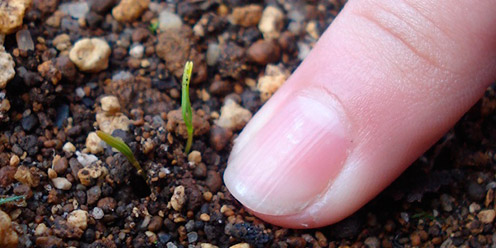 Espinaca Germinación