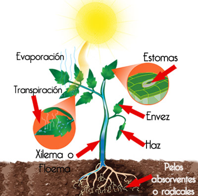 Esquema evapotranspiración