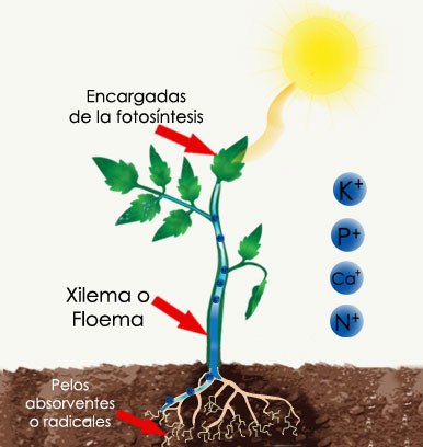 Esquema fotosíntesis con iones Comparativa entre hidroponía y cultivo en suelo