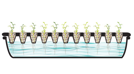 ESquema Plantas
