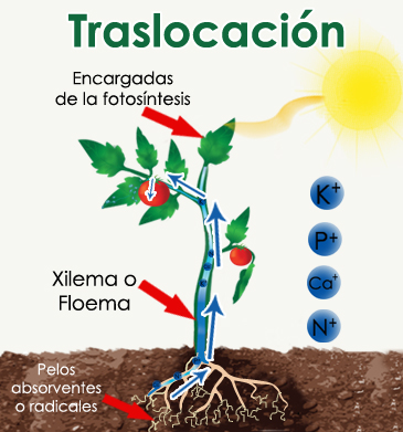 Traslocación