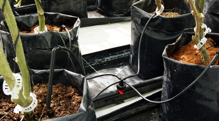 cultivo por riego localizado en bolsa negra para plantas de 40 por 40 centimetros