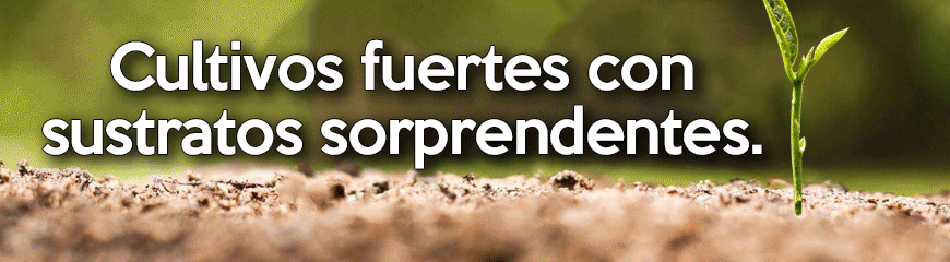 Cultivos Fuertes