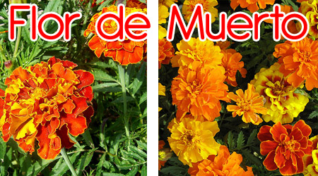 Flor de muerto para elaboración de repelente orgánico