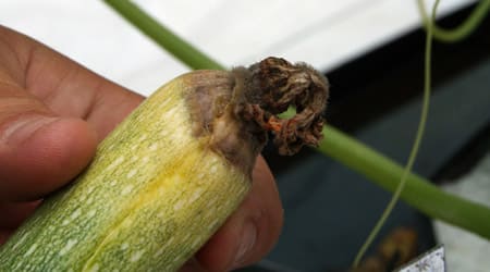 Flor Danada de Calabaza