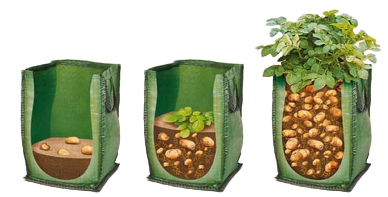 Guía: Cultivo de Papa en Maceta de Tela Geotextil