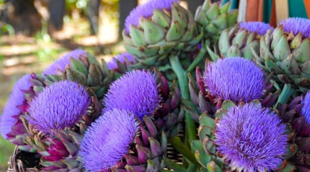 Guía: ¿Cómo conservar tus flores  por más tiempo?