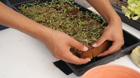 Trasplante del foami agrícola