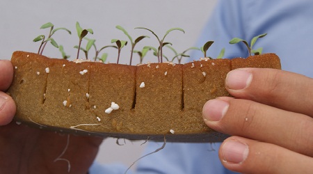 Foamy agrícola con plántulas 