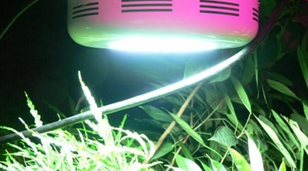 Foco para Cultivo
