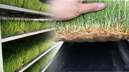 Manual de  Forraje Verde Hidropónico con Trigo: Todo en 8 Pasos