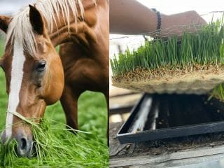 caballo con forraje verde