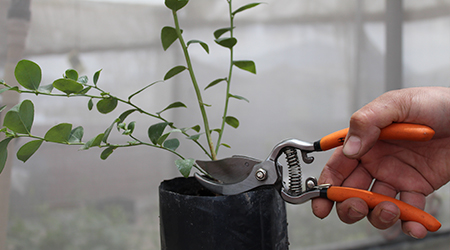 Poda en el Cultivo de arándano: Retirar ramas caídas