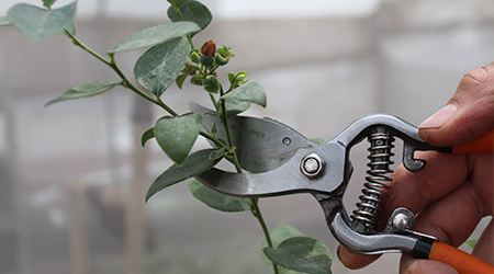 Poda Perfecta: La Clave del Éxito en el Cultivo de Arándano