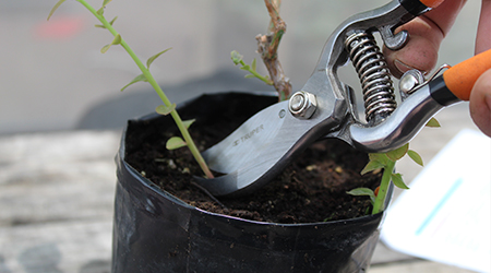 Poda en el Cultivo de arándano: Eliminar brotes en la base