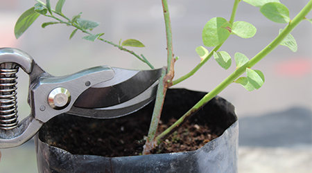 Poda en el Cultivo de arándano: Eliminamos ramas pequeñas