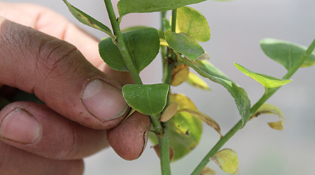 Poda en el Cultivo de arándano: Retirar hojas enfermas