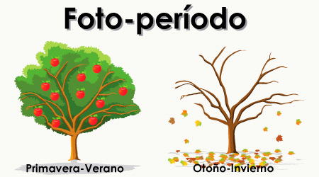 Fotoperiodo