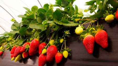 Cosecha de fresa