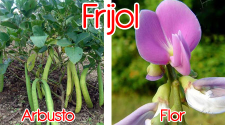 Frijol para elaboración de repente orgánico
