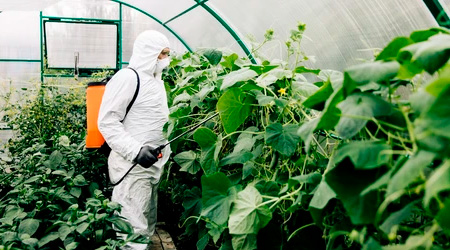 Uso de plaguicidas en cultivo 