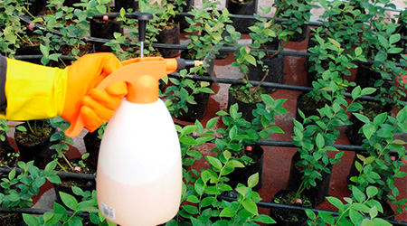 Fumigación de plantas aplicar insecticida a las plantas