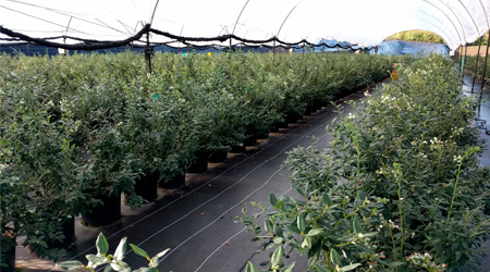 Cultivo en Invernadero
