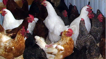 Gallinas Ponedoras