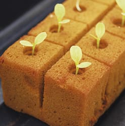 Germinacion Lechuga