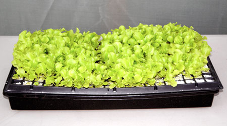 Cómo Elegir la Mejor Charola de Germinación según tu Cultivo.