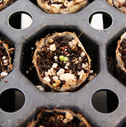 Germinación de Tomillo