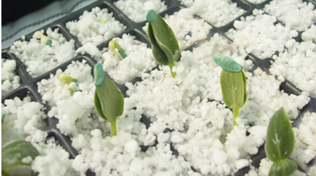 Germinación en Agrolita