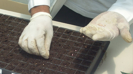 Germinacion en Sustrato