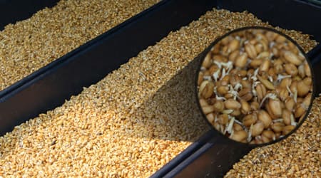 Germinación Inicial de FVH