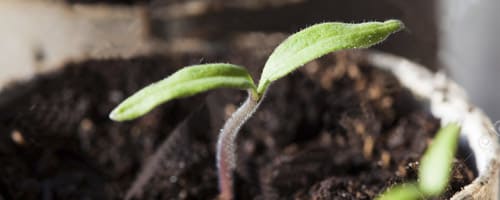 Germinación Tomate