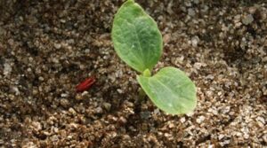 Vermiculita