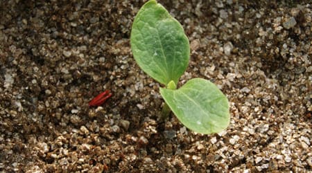 Guía: Cómo se utiliza la Vermiculita