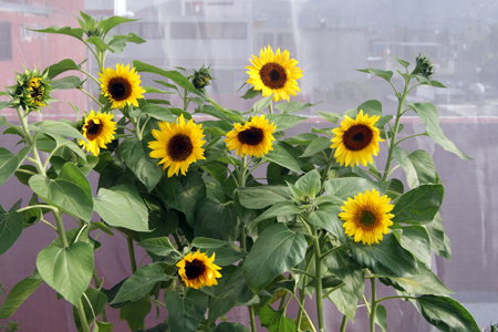Cultivo del girasol hidropónico