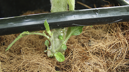 Riego por Goteo: Historia, Principios y Ventajas para tu Cultivo