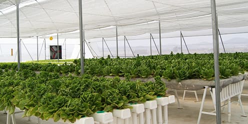 Cultivo NFT de lechugas