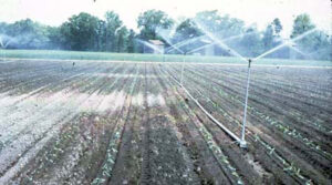 Riego por aspersión en cultivo de hortalizas 
