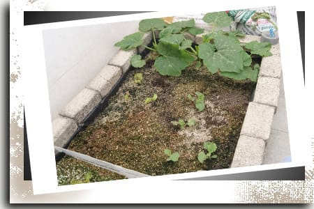 Cama de cultivo con sustrato