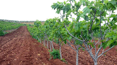 Cultivo de Planta de Higo