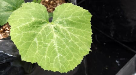 Hoja de Calabaza