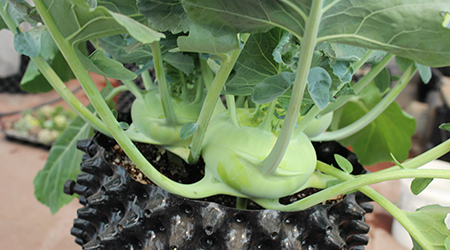 Kit de hidroponía en casa: Cultiva tus propias hortalizas.