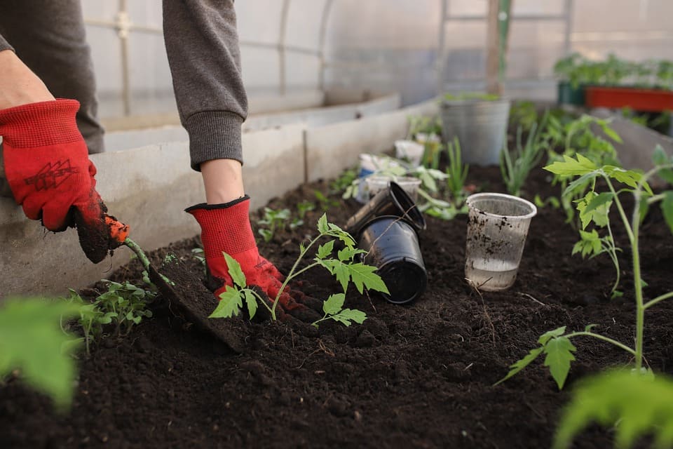 Huerta en Casa: Ideas para diseñarla e incluir Hidroponía