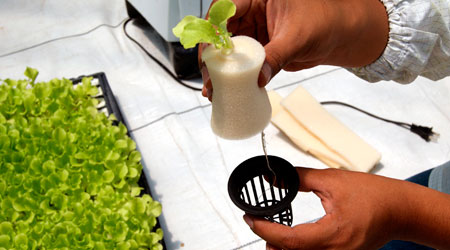 hule espuma y canastilla hidroponica canasta para hidroponia