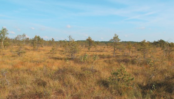 Humedales o Turberas Peat Moss